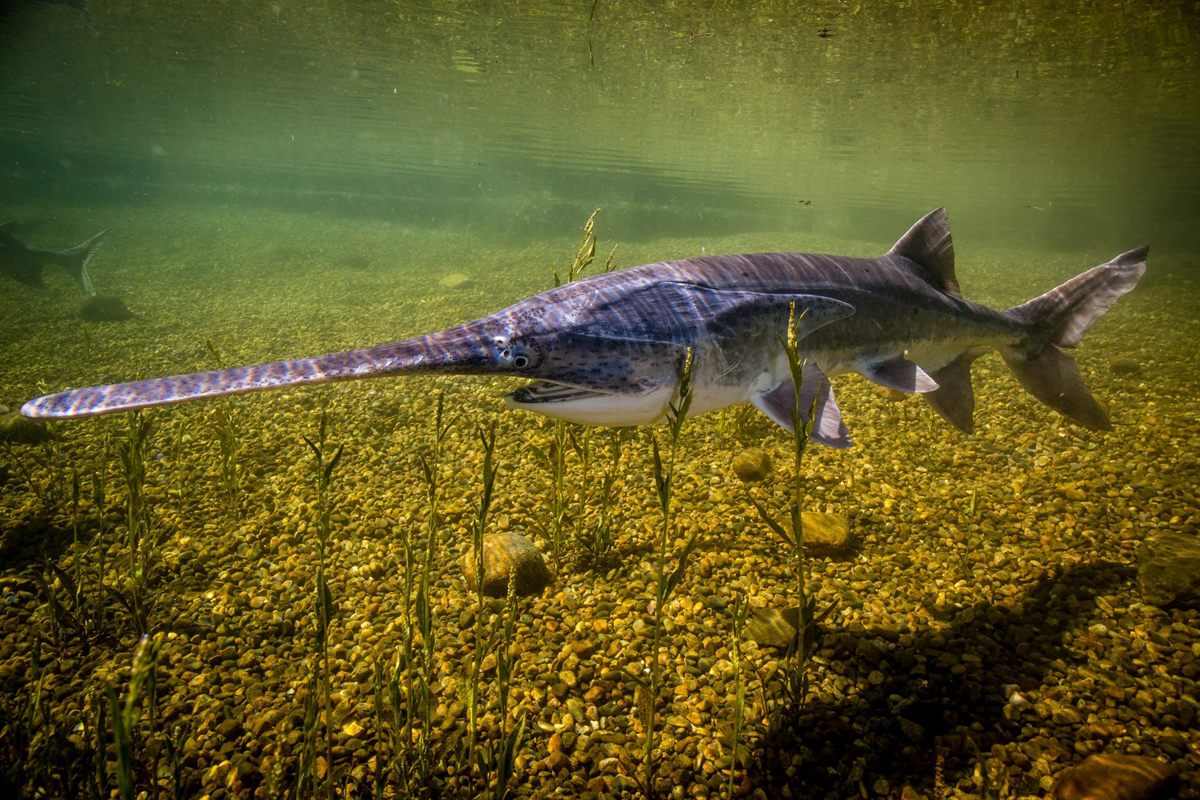 Photo of American Paddlefish (Polyodon spathula)