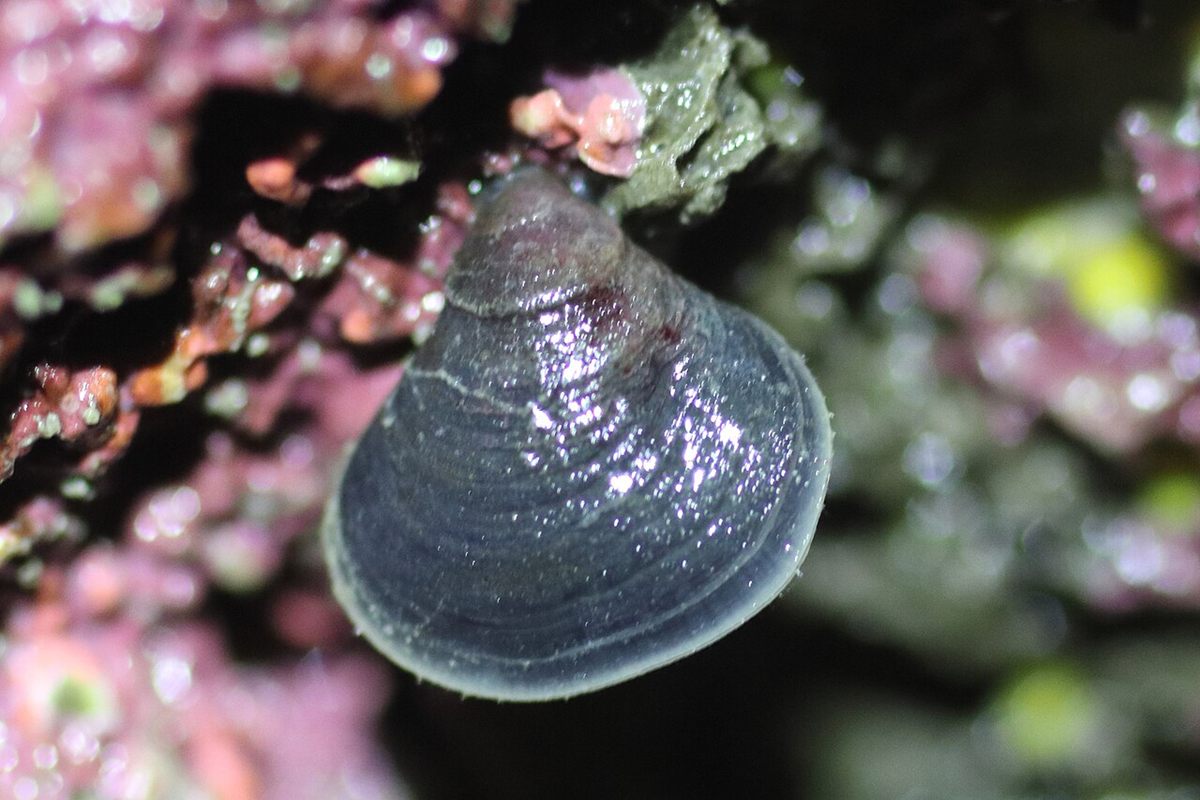 Photo of Parrot's Beak Lamp Shell (Hemithiris psittacea)