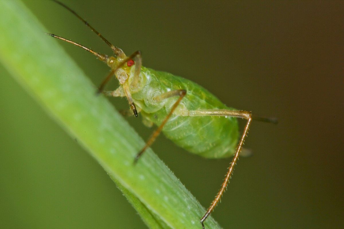Photo of Pea Aphid (Acyrthosiphon pisum)