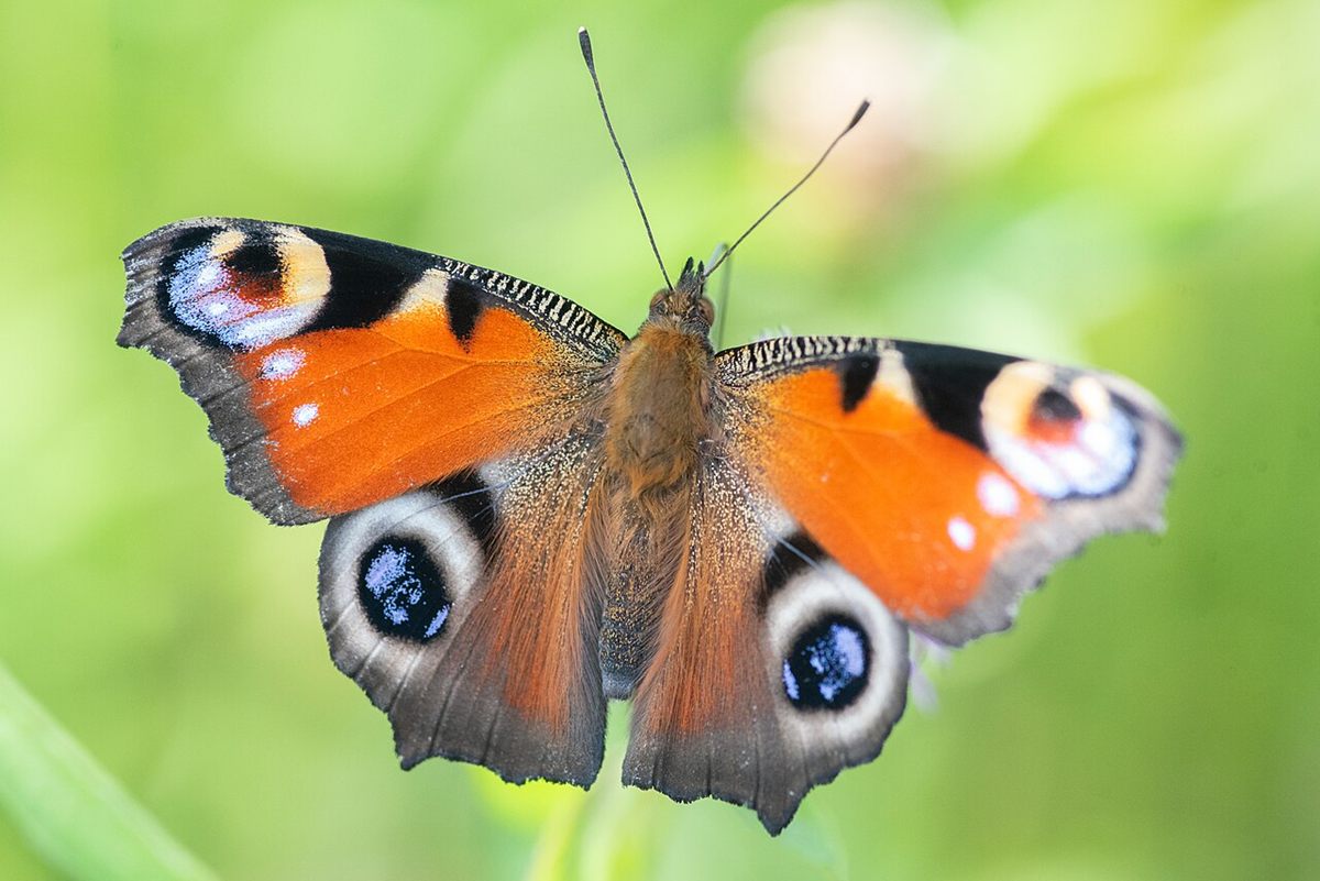 Photo of Peacock Butterfly (Aglais io)