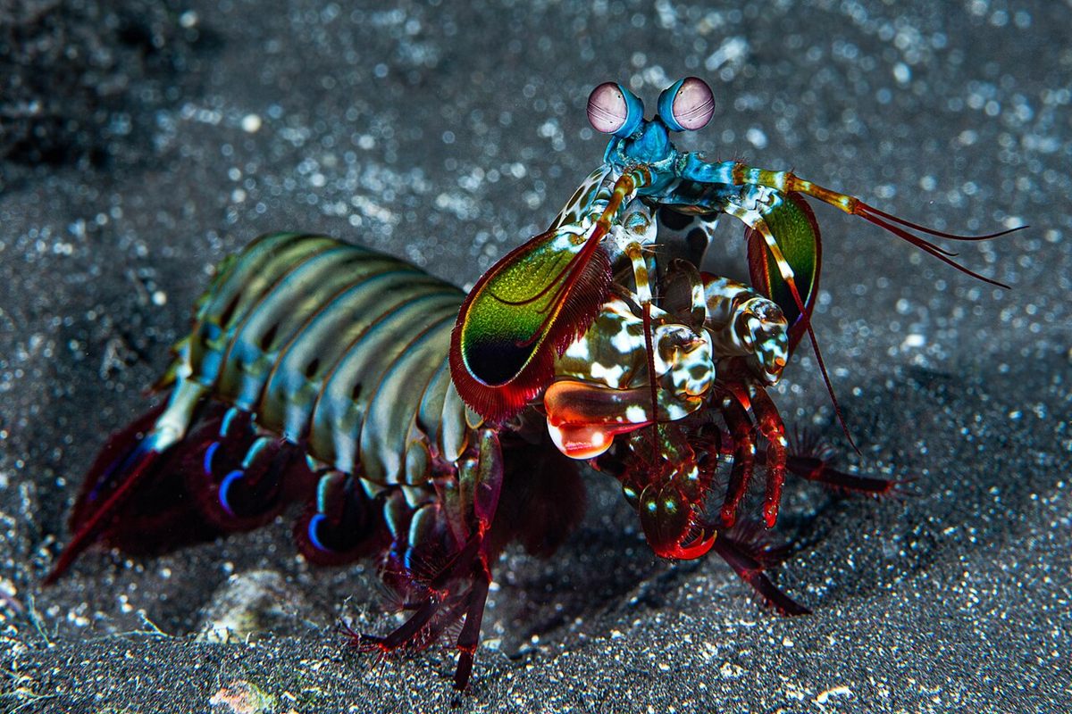 Photo of Peacock Mantis Shrimp (Odontodactylus scyllarus)