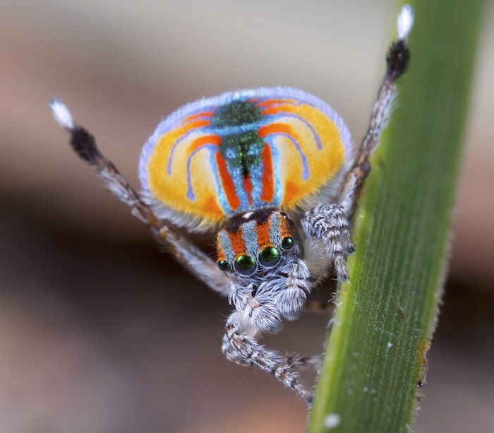 Photo of Peacock Spider (Maratus volans)