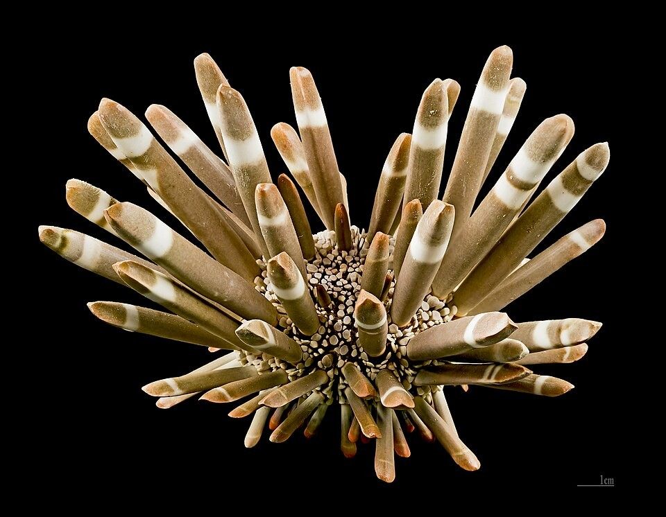 Photo of Red Slate Pencil Urchin (Heterocentrotus mammillatus)