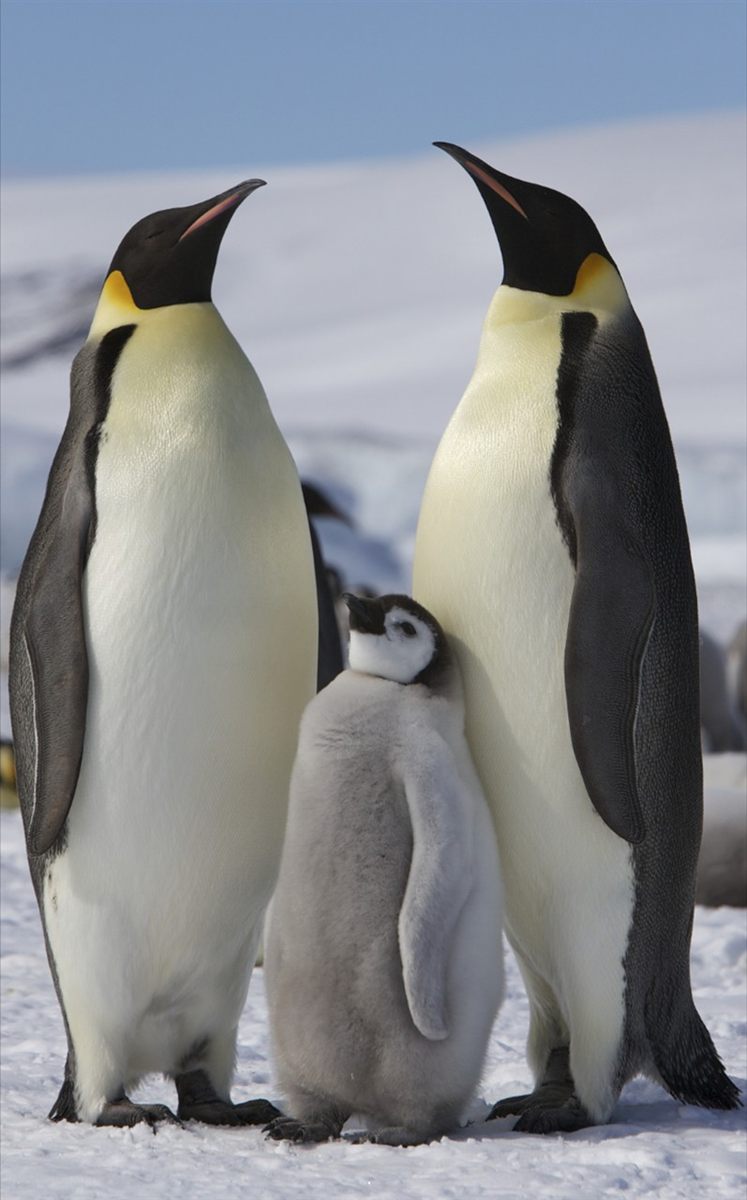 Photo of Emperor Penguin (Aptenodytes forsteri)