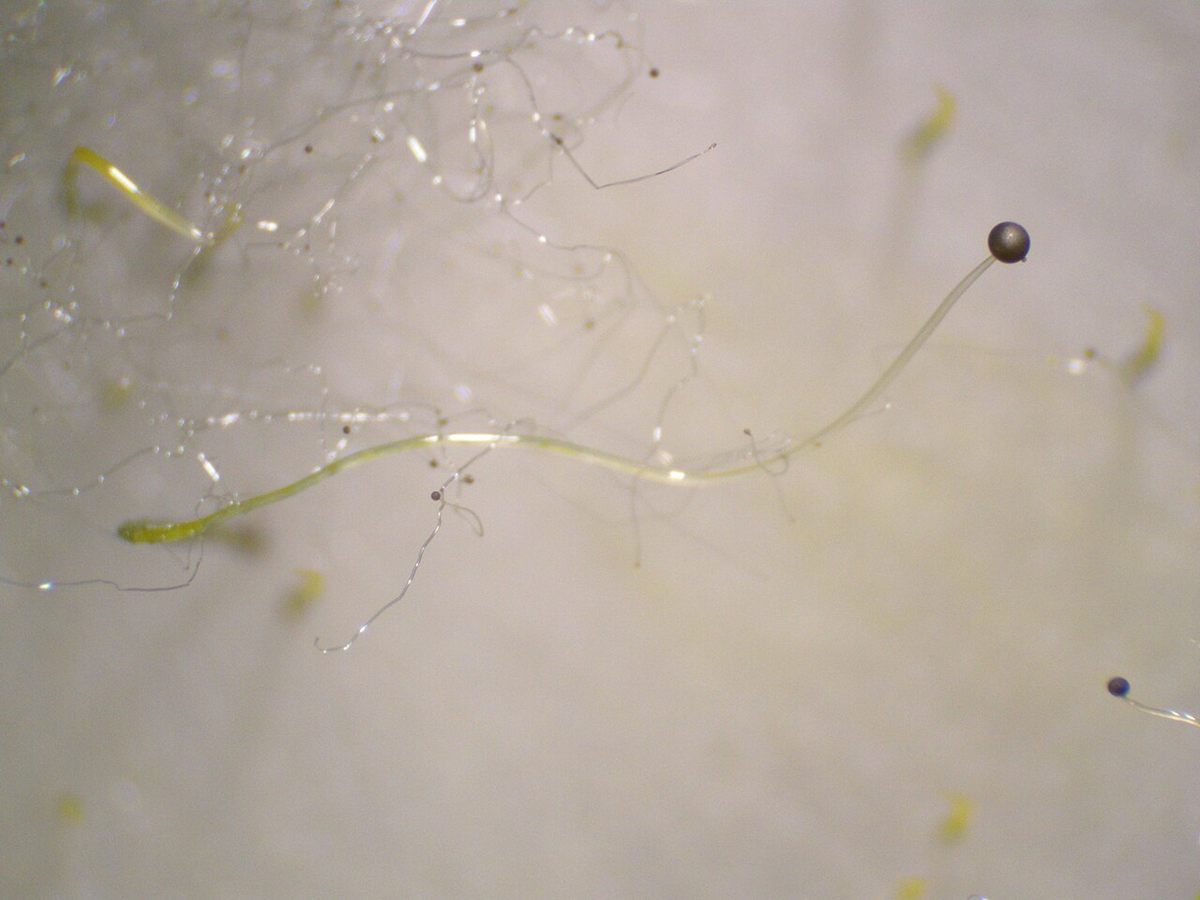 Photo of Phycomyces (Phycomyces blakesleeanus)