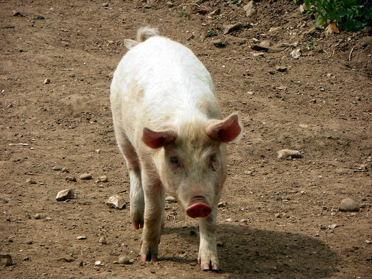 Photo of Domestic Pig (Sus scrofa domesticus)