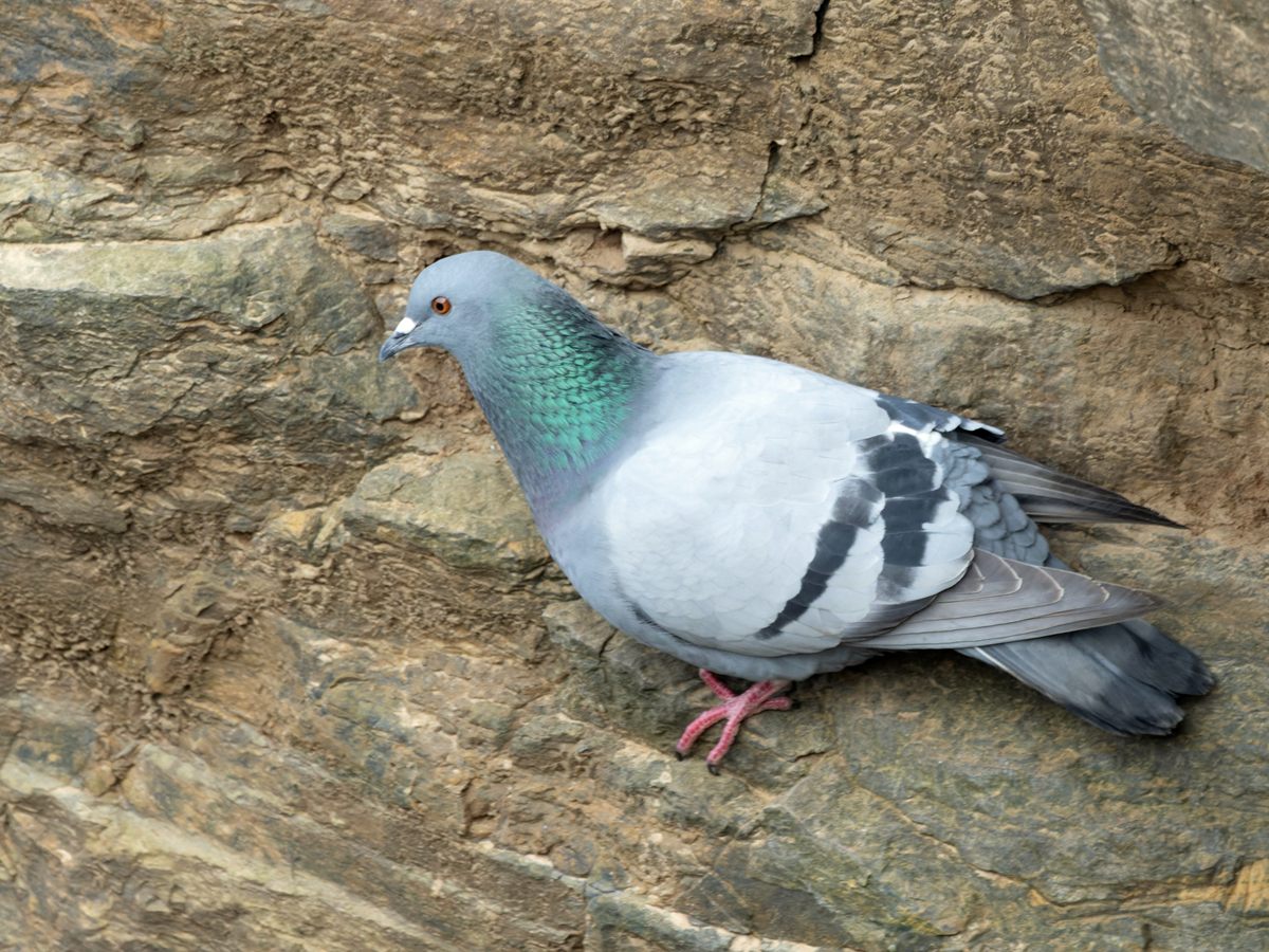 Photo of Rock Dove / Pigeon (Columba livia)