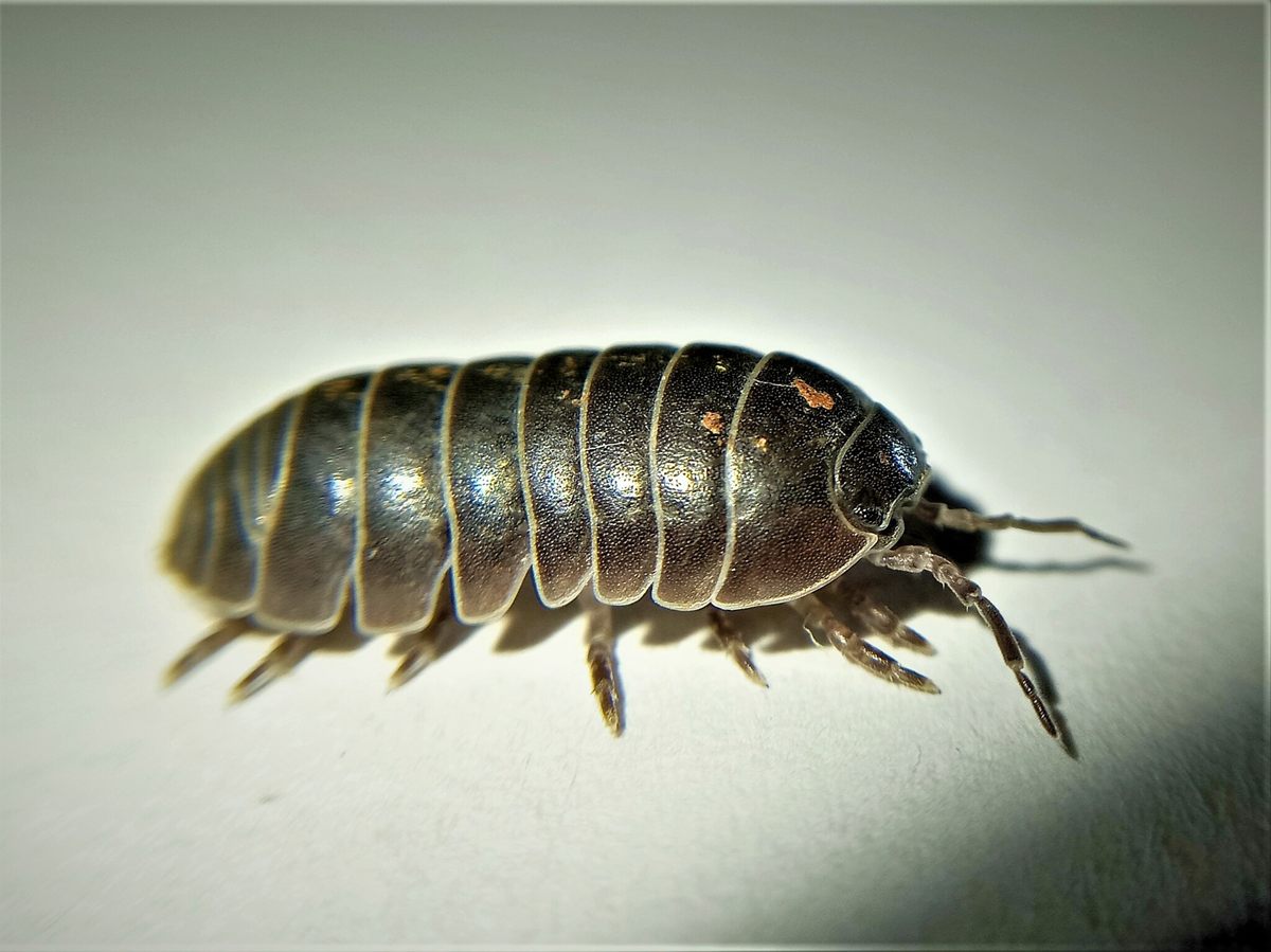 Photo of Common Pill Bug (Armadillidium vulgare)