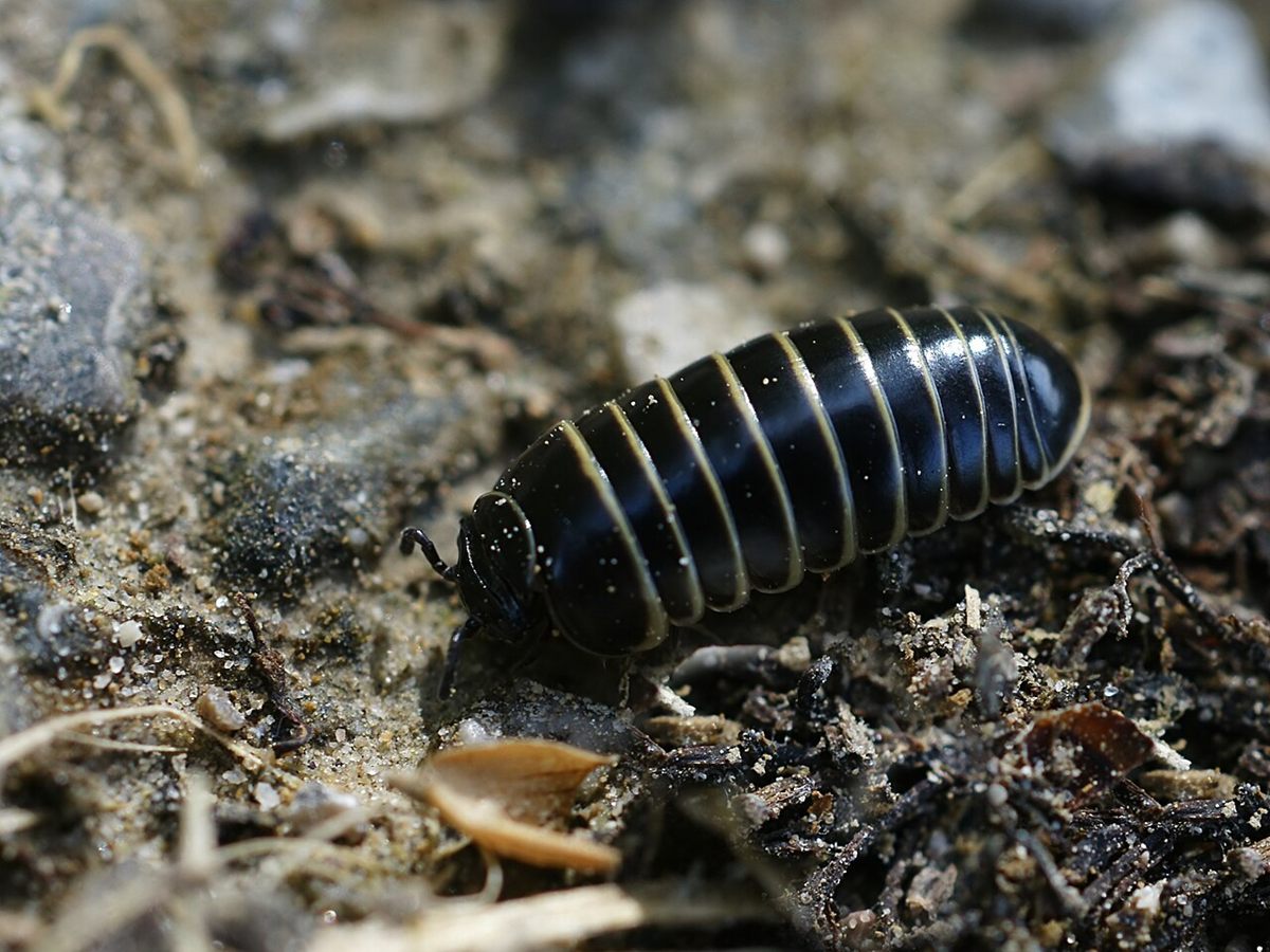 Photo of Pill Millipede (Glomeris marginata)