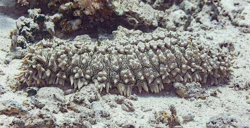 Photo of Pineapple Sea Cucumber (Thelenota ananas)