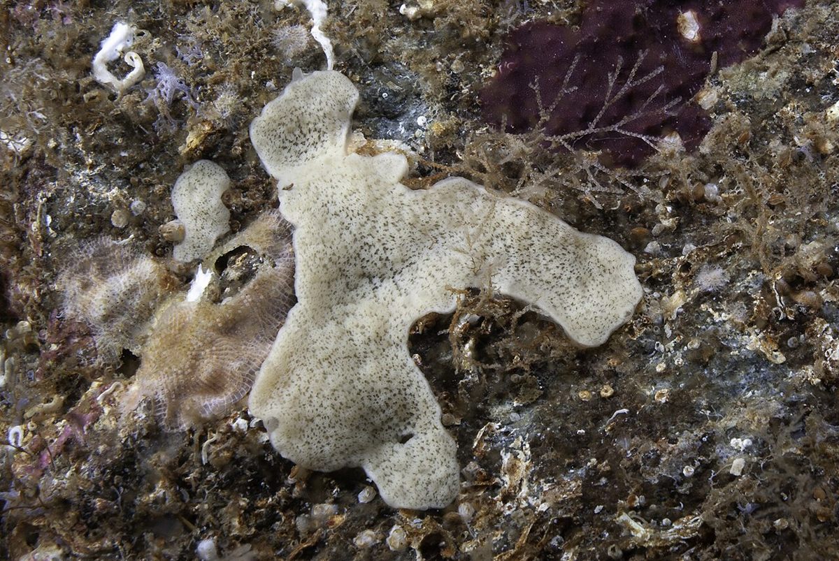 Photo of Plakina Sponge (Plakina monolopha)