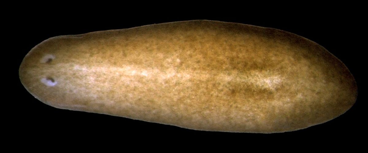 Photo of Planarian (Schmidtea mediterranea)