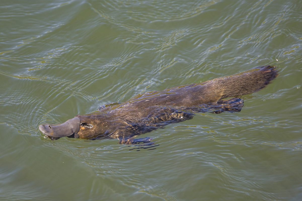 Photo of Platypus (Ornithorhynchus anatinus)