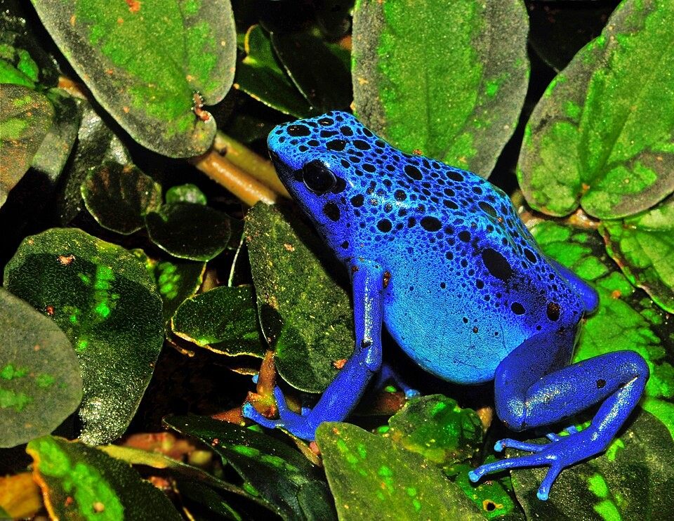 Photo of Dyeing Poison Dart Frog (Dendrobates tinctorius)