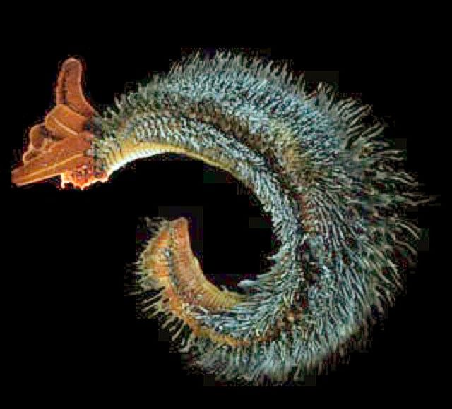 Photo of Pompeii Worm (Alvinella pompejana)