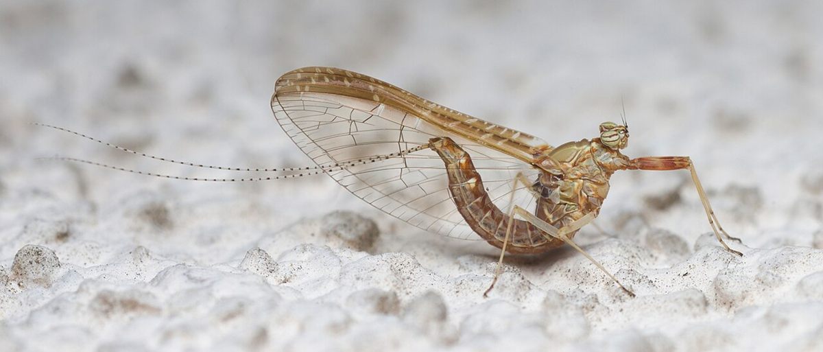 Photo of Pond Olive (Cloeon dipterum)