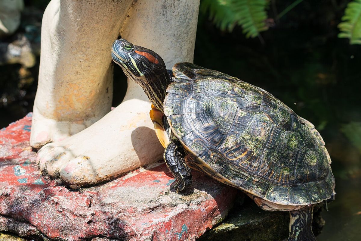 Photo of Pond Slider (Trachemys scripta)
