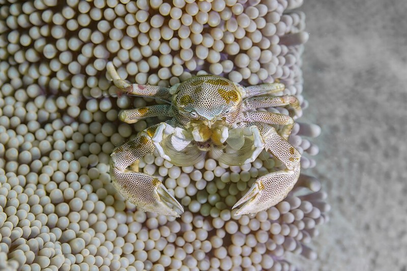 Photo of Porcelain Anemone Crab (Neopetrolisthes maculatus)