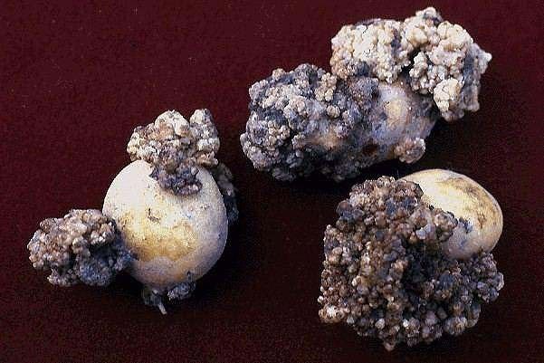 Photo of Potato Wart Fungus (Synchytrium endobioticum)