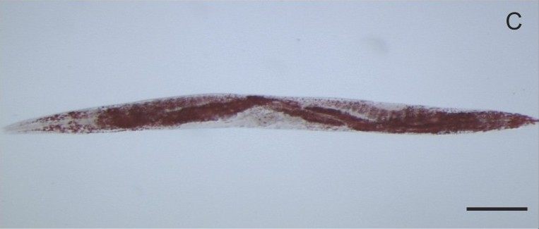 Photo of Pristionchus Roundworm (Pristionchus pacificus)