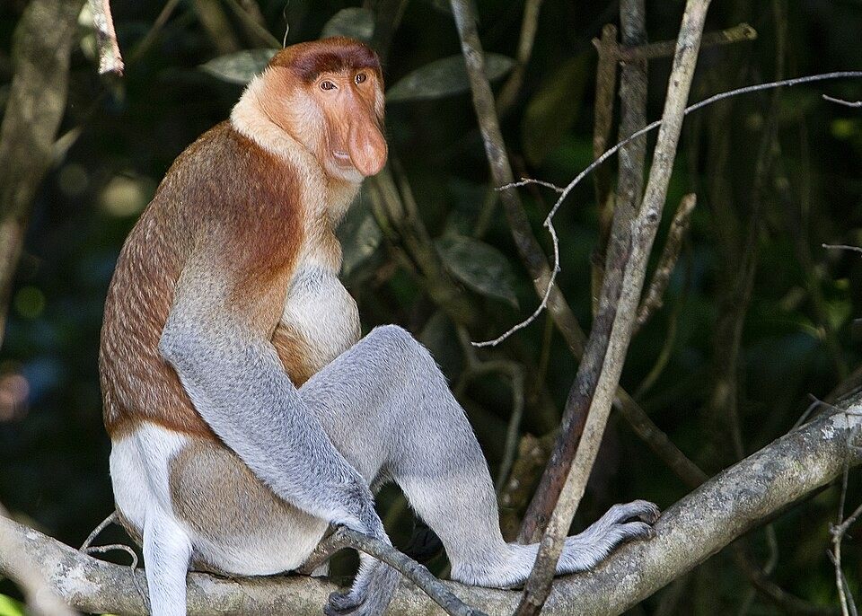 Photo of Proboscis Monkey (Nasalis larvatus)