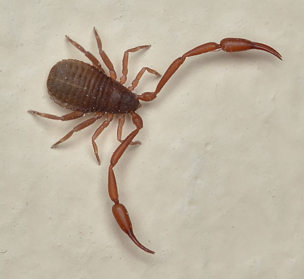 Photo of Book Scorpion (Chelifer cancroides)