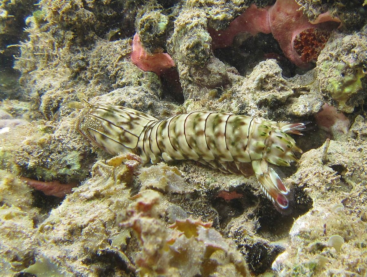 Photo of Purple-spotted Mantis Shrimp (Gonodactylus chiragra)