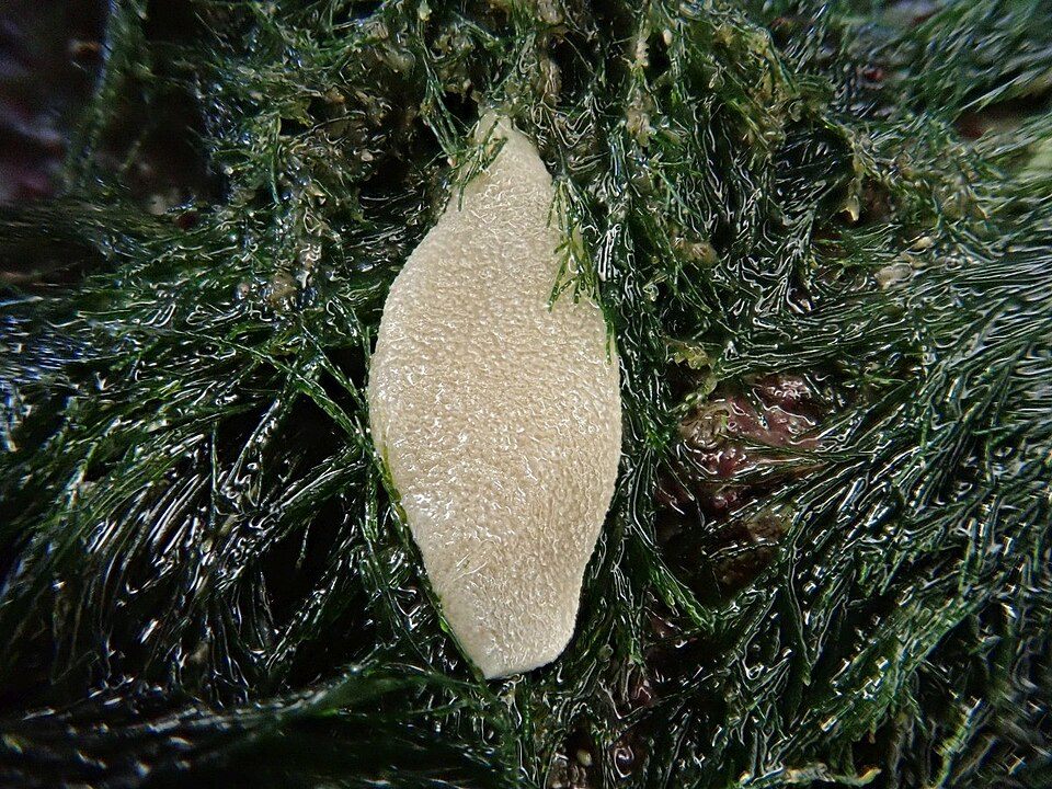 Photo of Purse Sponge (Grantia compressa)