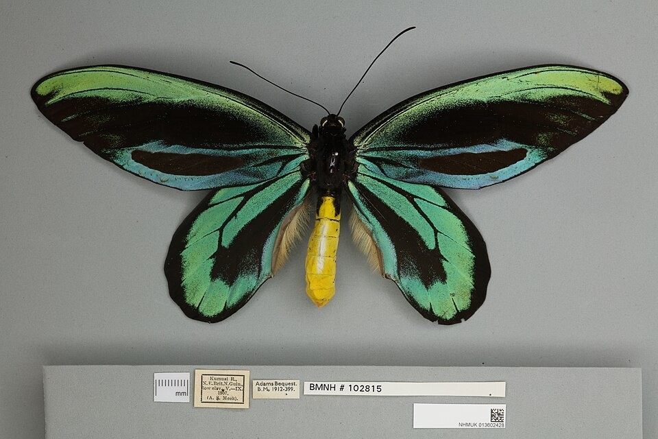 Photo of Queen Alexandra's Birdwing (Ornithoptera alexandrae)