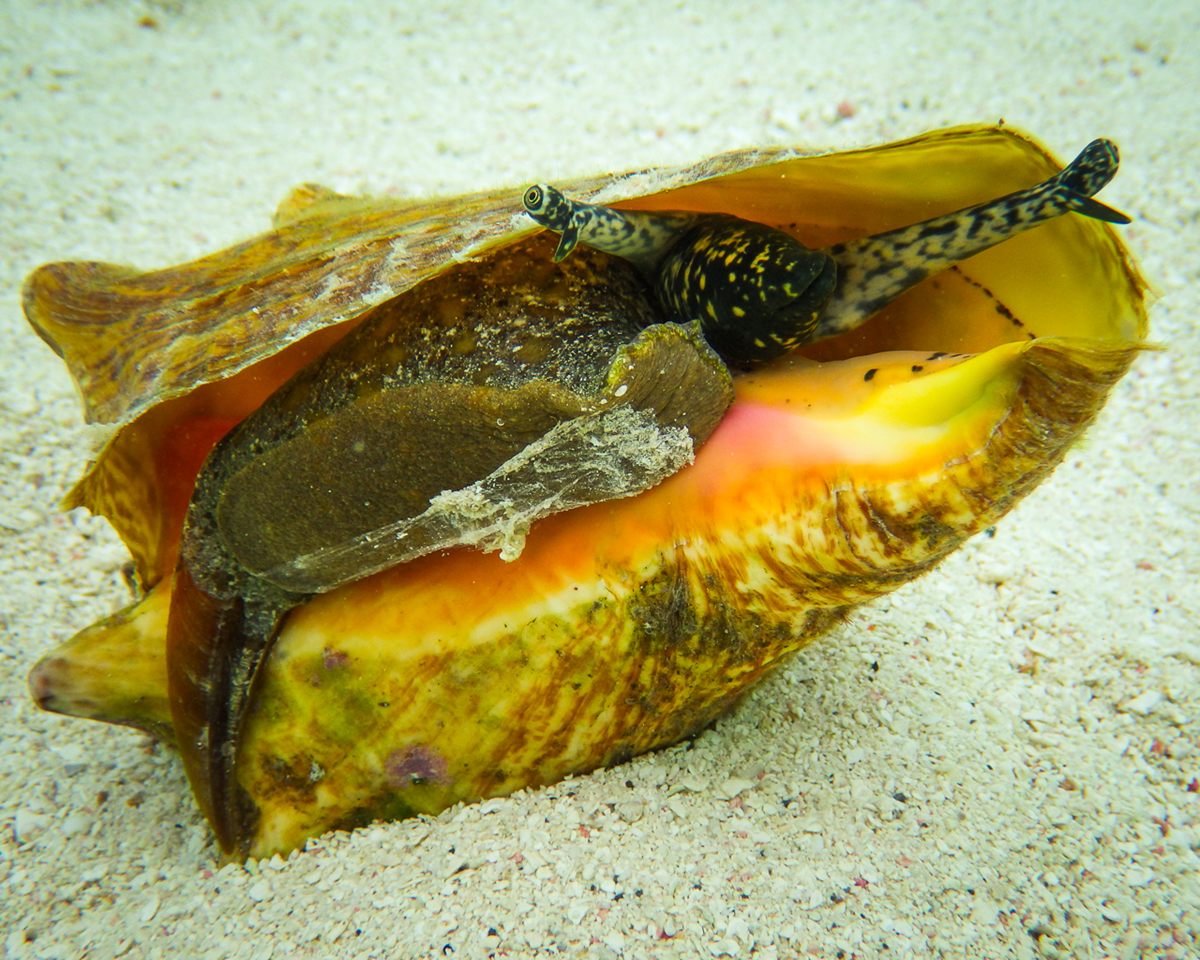 Photo of Queen Conch (Aliger gigas)