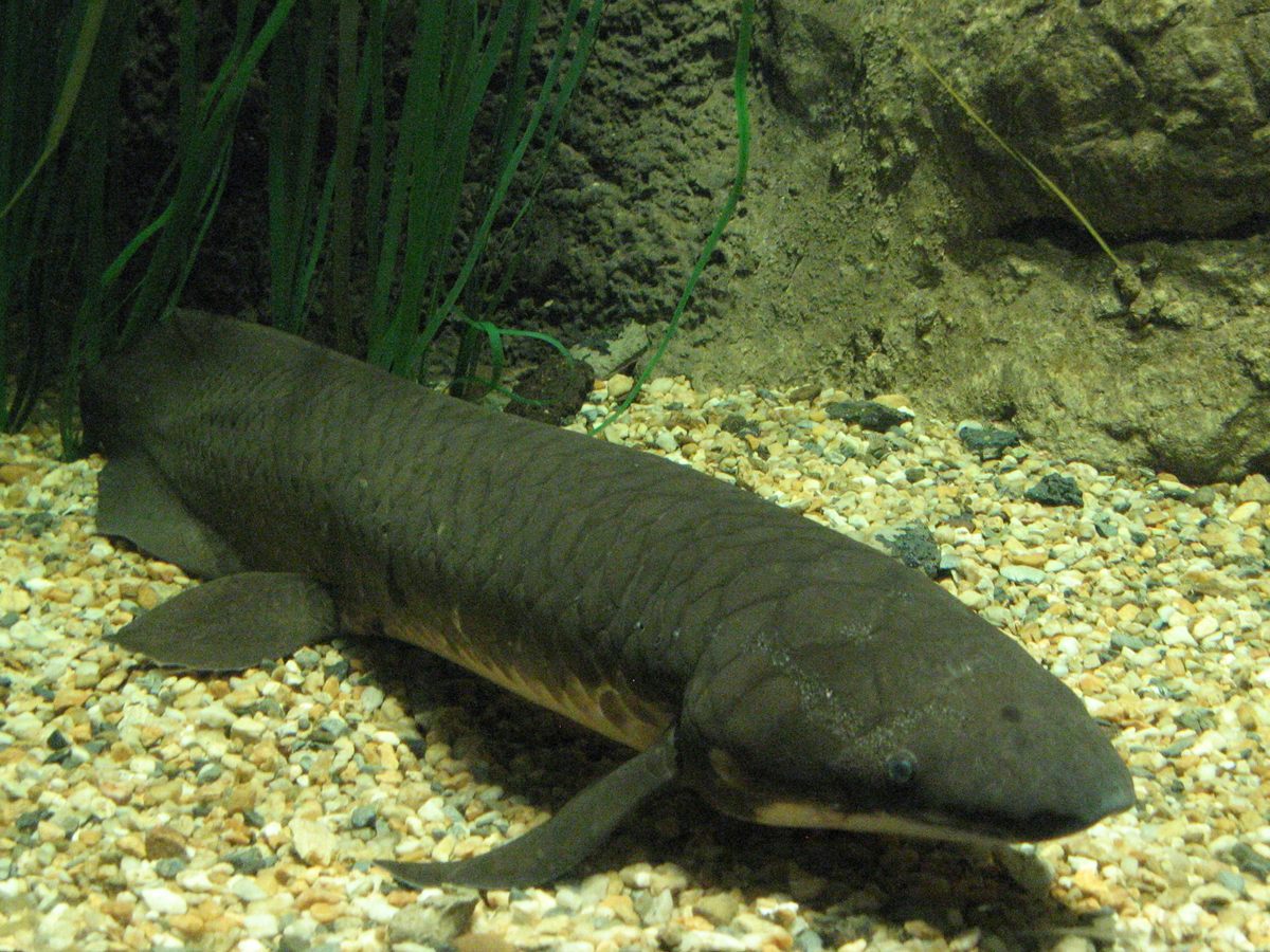 Photo of Queensland Lungfish (Neoceratodus forsteri)