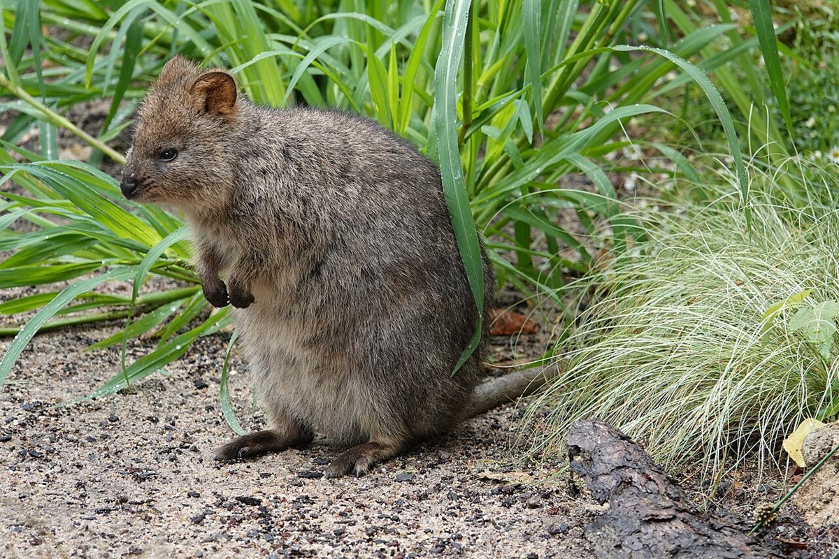 Photo of Quokka (Setonix brachyurus)