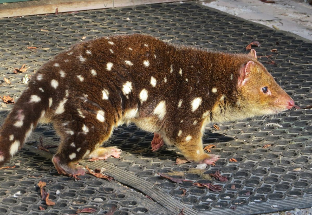 Photo of Tiger Quoll (Dasyurus maculatus)