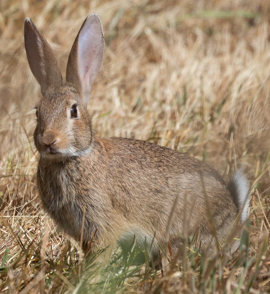 Photo of European Rabbit (Oryctolagus cuniculus)