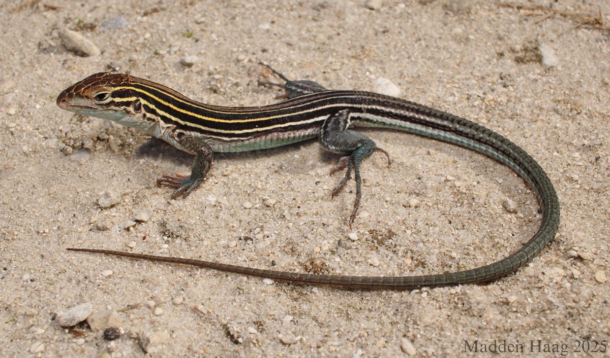 Photo of Six-lined Racerunner (Aspidoscelis sexlineata)
