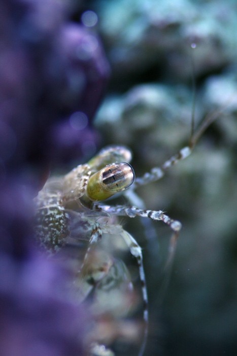 Photo of Rainbow Mantis Shrimp (Pseudosquilla ciliata)