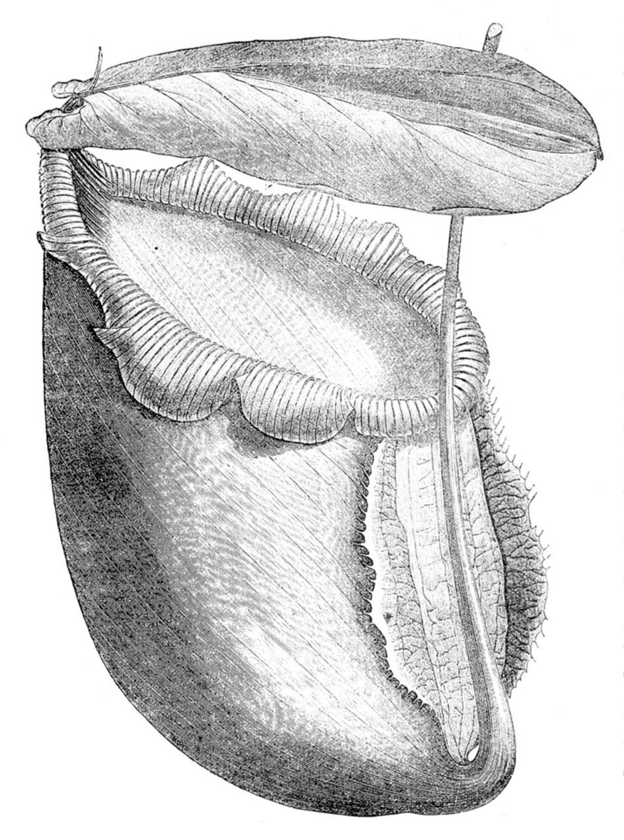 Photo of Rajah Pitcher Plant (Nepenthes rajah)