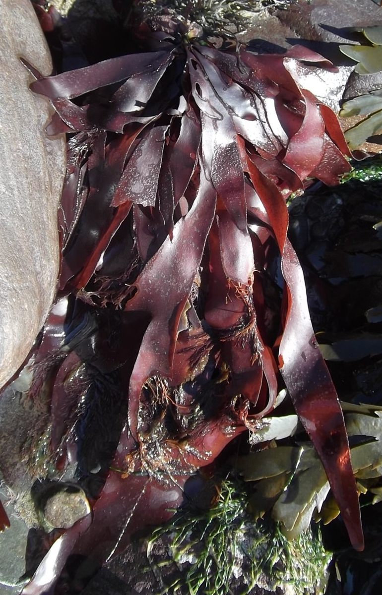 Photo of Dulse Red Alga (Palmaria palmata)