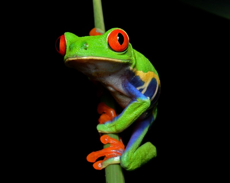 Photo of Red-eyed Tree Frog (Agalychnis callidryas)