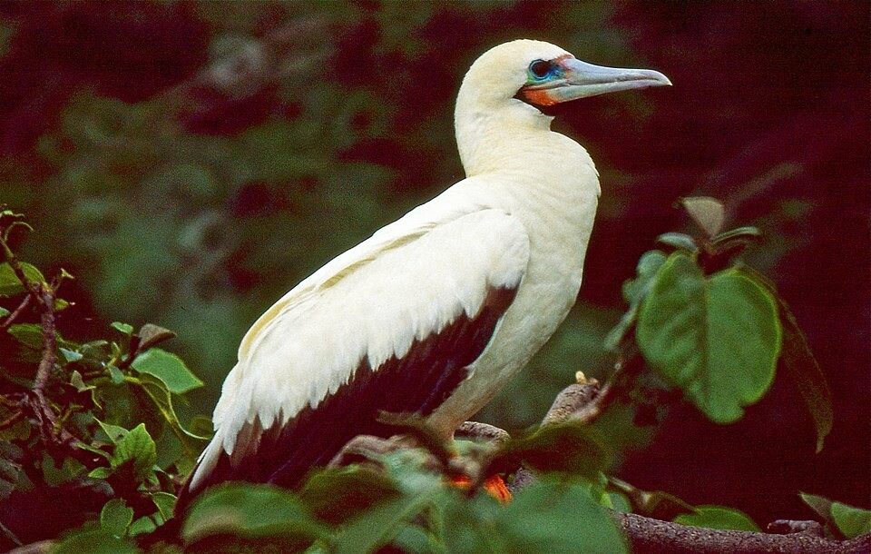 Photo of Red-footed Booby (Sula sula)