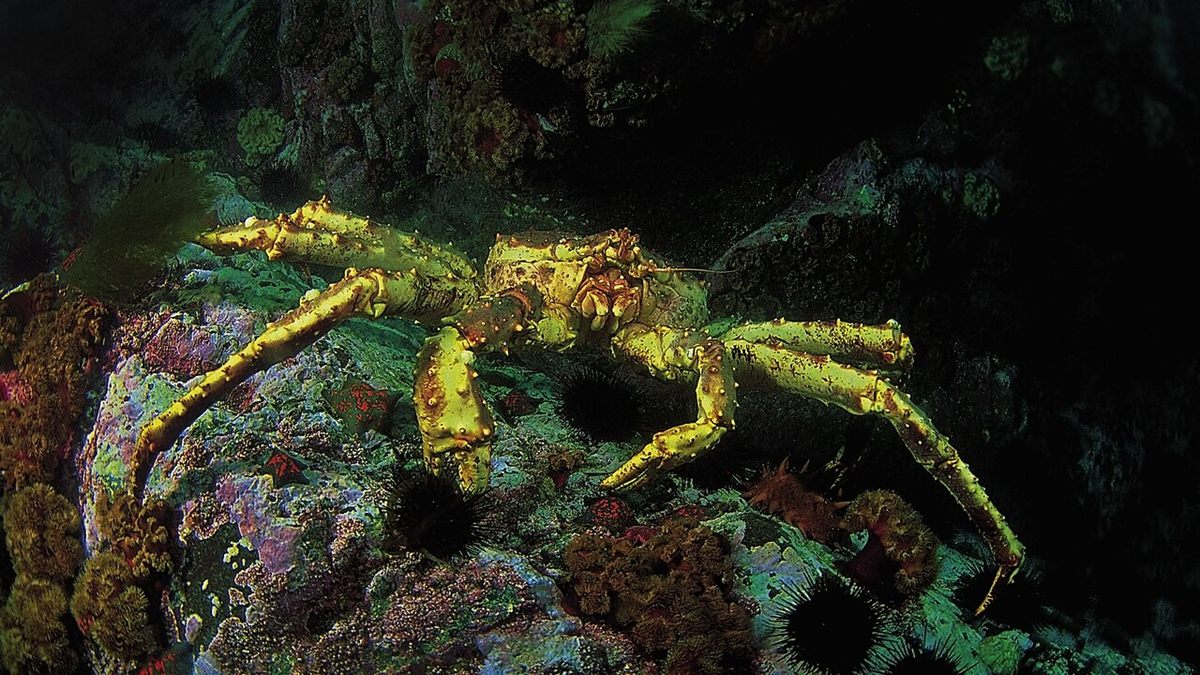 Photo of Red King Crab (Paralithodes camtschaticus)