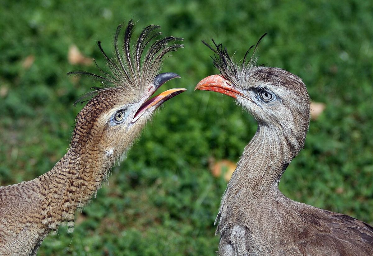 Photo of Red-legged Seriema (Cariama cristata)