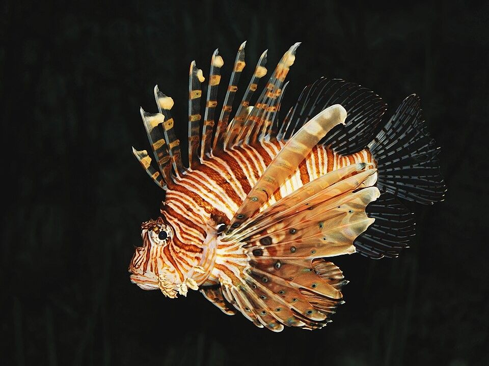 Photo of Red Lionfish (Pterois volitans)