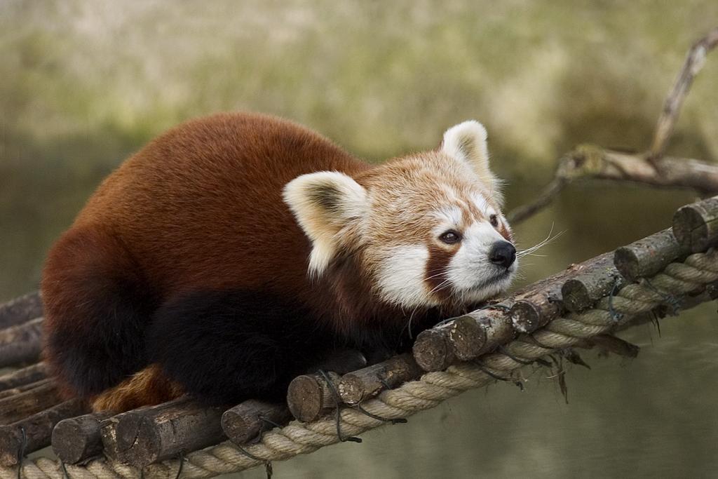 Photo of Red Panda (Ailurus fulgens)