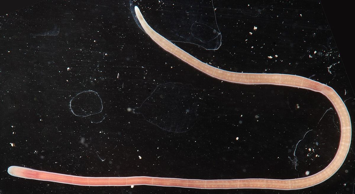 Photo of Red Ribbon Worm (Lineus ruber)