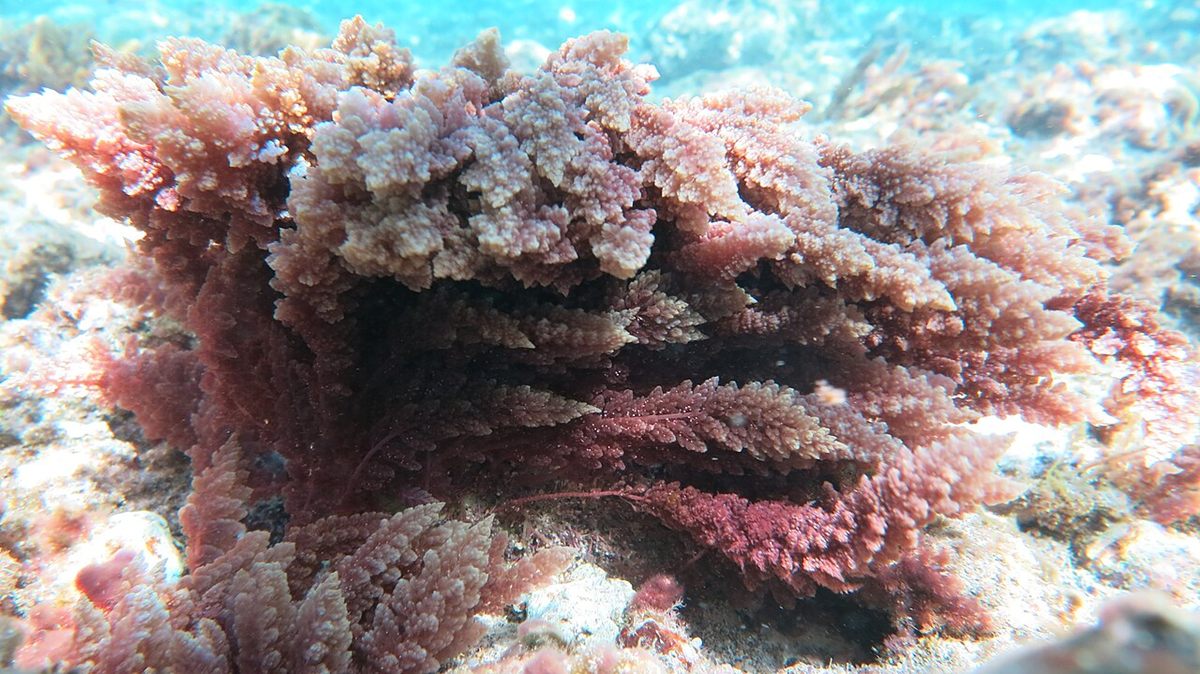 Photo of Red Sea Plume (Asparagopsis taxiformis)