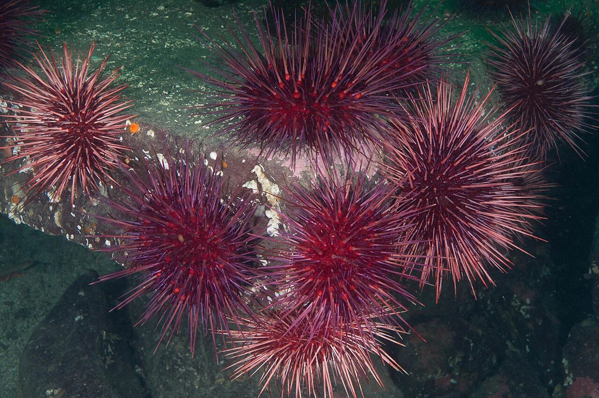 Photo of Red Sea Urchin (Mesocentrotus franciscanus)