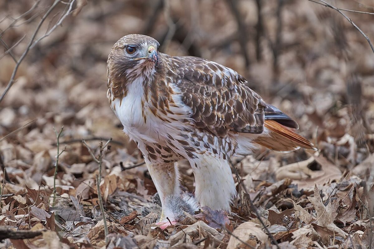 Photo of Red-tailed Hawk (Buteo jamaicensis)