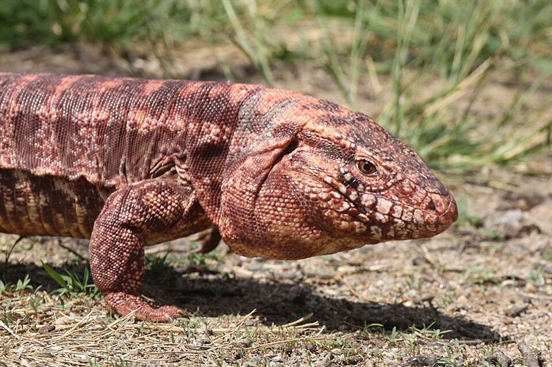 Photo of Argentine Red Tegu (Salvator rufescens)