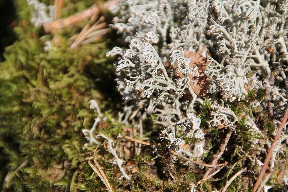 Photo of Reindeer Lichen (Cladonia rangiferina)